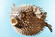 Photo: Taxidermal inflated puffer fish, studio shot Taxidermal inflated puffer fish, studio shot