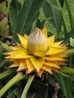 Musella lusiocarpa