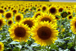 Flower of a sunflower