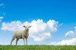 cute lamb cute lamb