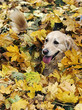 Chien
