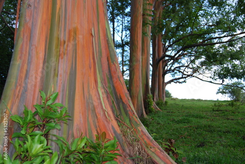 Rainbow Eucalyptus Rainbow Eucalyptus