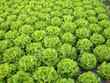 Les salades de Caderousse