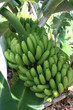 Banana tree