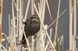Red-winged blackbird (female)