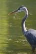 Great blue Heron