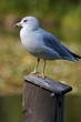 Ring-billed Gull (Larus delawarensis)