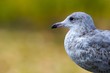 Ring-billed Gull (Larus delawarensis)