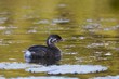 Pied-Billed Grebe (youthful)