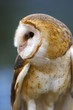 Barn owl