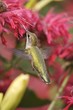 Flying Hummingbird