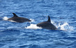 dolphin jump out of the water in sea