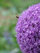Abeille