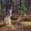 Gray wolf howling Gray wolf howling