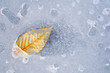 Beech Leaf Melting Through Lake Ice