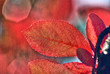 Feuille d'automne - Autumn leave