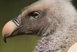 Vautour triste - Sad vulture