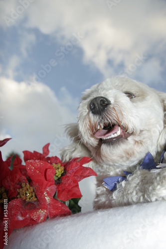 Photo: dog under the sky dog under the sky