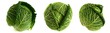 Savoy cabbage