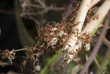 Leafcutter Ants