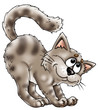Cat  001