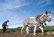man working in a farm