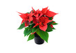 Poinsetta