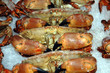 Crabs on Ice