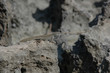 Lounging Lizard
