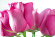 Rose Rose