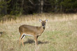 Doe