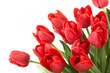 Red tulips on a white background