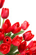 Red tulips on a white background