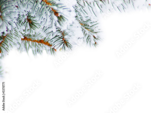 Photo: Christmas tree Christmas tree