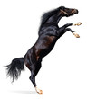 Image : arabian black stallion