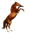 sorrel mare - the Budenny horse