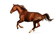 Image : Gallop horse