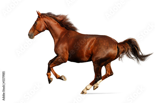 Gallop horse
