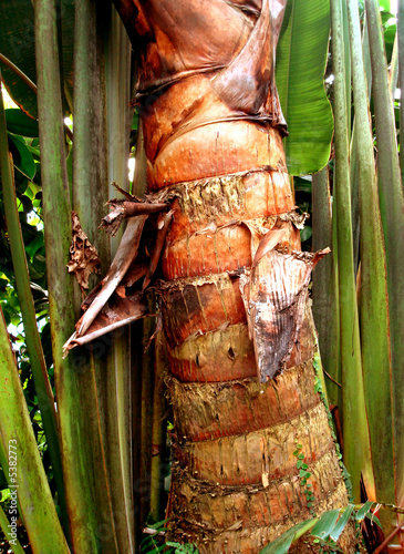 Photo: Palm_Tree_Trank Palm_Tree_Trank