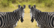Two Zebra
