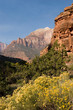 Fall season foliage in Zion National Park Fall season foliage in Zion National Park