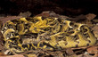 Snake-Puff adder Snake-Puff adder
