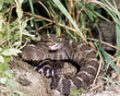 Eastern diamondback rattlesnake Eastern diamondback rattlesnake