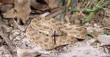 Prairie rattlesnake,tongue tasting the air Prairie rattlesnake,tongue tasting the air