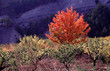 l'arbre aux couleurs de feu