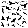 silhouettes de oiseaux en vecteur format silhouettes de oiseaux en vecteur format