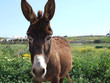 Donkey