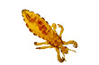 Photomicrograph of Pediculus humanus lice.  Isolated. 