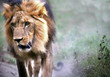 A Lion On The Prowl