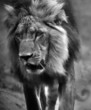 Photo: Black And White Lion Black And White Lion